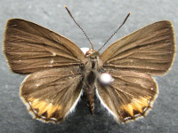 Adult, female, upperside: Dark Forest-blue (Pseudodipsas eone iole)