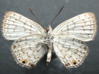 Adult, female, underside: Dark Forest-blue (Pseudodipsas eone iole)