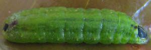 Early instar larva, side view: Dark Forest-blue (Pseudodipsas eone iole)