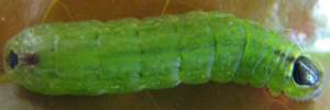 Early instar larva, top view: Dark Forest-blue (Pseudodipsas eone iole)