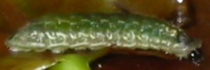 Final instar larva, side view: Dark Forest-blue (Pseudodipsas eone iole)
