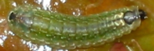 Final instar larva, top view: Dark Forest-blue (Pseudodipsas eone iole)
