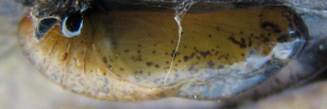 Pupa, side view: Dark Forest-blue (Pseudodipsas eone iole)