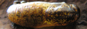 Pupa, top view: Dark Forest-blue (Pseudodipsas eone iole)