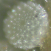 Egg, egg: Small Green-banded Blue (Psychonotis caelius taygetus)