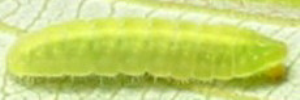Final instar larva, side view: Small Green-banded Blue (Psychonotis caelius taygetus)