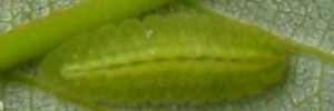 Final instar larva, top view: Small Green-banded Blue (Psychonotis caelius taygetus)