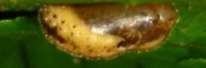 Pupa, side view: Small Green-banded Blue (Psychonotis caelius taygetus)