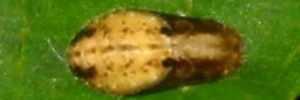 Pupa, top view: Small Green-banded Blue (Psychonotis caelius taygetus)