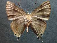 Adult, male, underside: Indigo Flash (Rapala varuna simsoni)