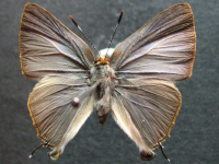 Adult, female, upperside: Indigo Flash (Rapala varuna simsoni)