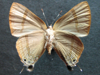 Adult, female, underside: Indigo Flash (Rapala varuna simsoni)