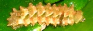 Final instar larva, side view: Indigo Flash (Rapala varuna simsoni)