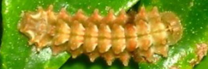 Final instar larva, top view: Indigo Flash (Rapala varuna simsoni)