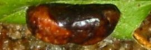 Pupa, side view: Indigo Flash (Rapala varuna simsoni)