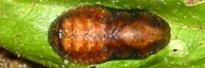 Pupa, top view: Indigo Flash (Rapala varuna simsoni)