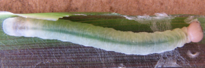 Final instar larva, top view: Yellow-streaked Swift (Sabera dobboe autoleon)