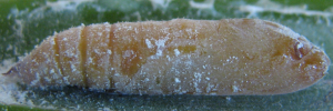 Pupa, side view: Yellow-streaked Swift (Sabera dobboe autoleon)