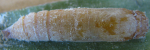 Pupa, top view: Yellow-streaked Swift (Sabera dobboe autoleon)