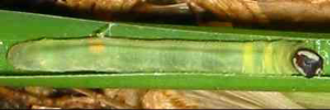 Final instar larva, top view: Wide-brand Grass-dart (Suniana sunias rectivitta)