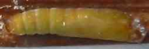 Pupa, side view: Wide-brand Grass-dart (Suniana sunias rectivitta)