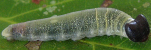 Final instar larva, side view: Pied Flat (Tagiades japetus janetta)