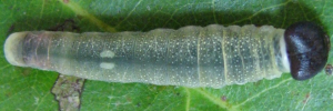 Final instar larva, top view: Pied Flat (Tagiades japetus janetta)