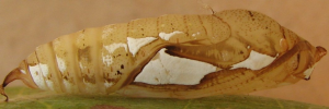 Pupa, side view: Pied Flat (Tagiades japetus janetta)