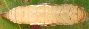 Pupa, top view: Pied Flat (Tagiades japetus janetta)