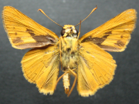 Adult, male, underside: Green Darter (Telicota ancilla ancilla)