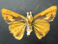 Adult, female, underside: Green Darter (Telicota ancilla ancilla)