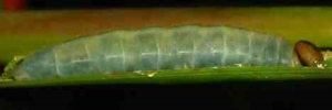 Final instar larva, side view: Green Darter (Telicota ancilla ancilla)