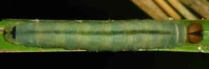 Final instar larva, top view: Green Darter (Telicota ancilla ancilla)