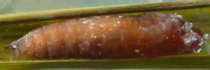 Pupa, side view: Green Darter (Telicota ancilla ancilla)