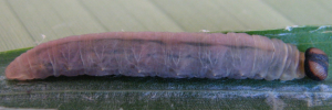 Later instar larva, side view: Bright-orange Darter (Telicota augias krefftii)