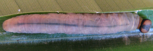 Later instar larva, top view: Bright-orange Darter (Telicota augias krefftii)