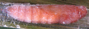 Pupa, side view: Bright-orange Darter (Telicota augias krefftii)