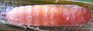 Pupa, top view: Bright-orange Darter (Telicota augias krefftii)