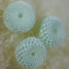 Egg, egg: Cycad Blue (Theclinesthes onycha capricornia)