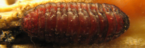 Final instar larva, top view: Cycad Blue (Theclinesthes onycha capricornia)