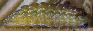 Final instar larva, side view: Cycad Blue (Theclinesthes onycha capricornia)