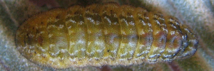 Final instar larva, top view: Cycad Blue (Theclinesthes onycha capricornia)