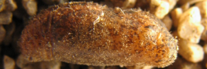 Pupa, side view: Cycad Blue (Theclinesthes onycha capricornia)