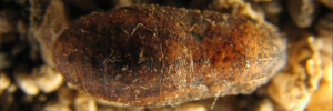 Pupa, top view: Cycad Blue (Theclinesthes onycha capricornia)