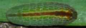 Final instar larva, top view: Cycad Blue (Theclinesthes onycha onycha)