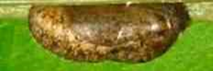 Pupa, side view: Cycad Blue (Theclinesthes onycha onycha)