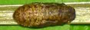 Pupa, top view: Cycad Blue (Theclinesthes onycha onycha)