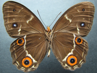 Adult, male, underside: Varied Sword-grass Brown (Tisiphone abeona rawnsleyi)
