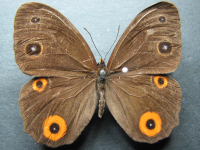 Adult, female, upperside: Varied Sword-grass Brown (Tisiphone abeona rawnsleyi)