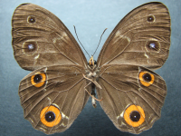 Adult, female, underside: Varied Sword-grass Brown (Tisiphone abeona rawnsleyi)